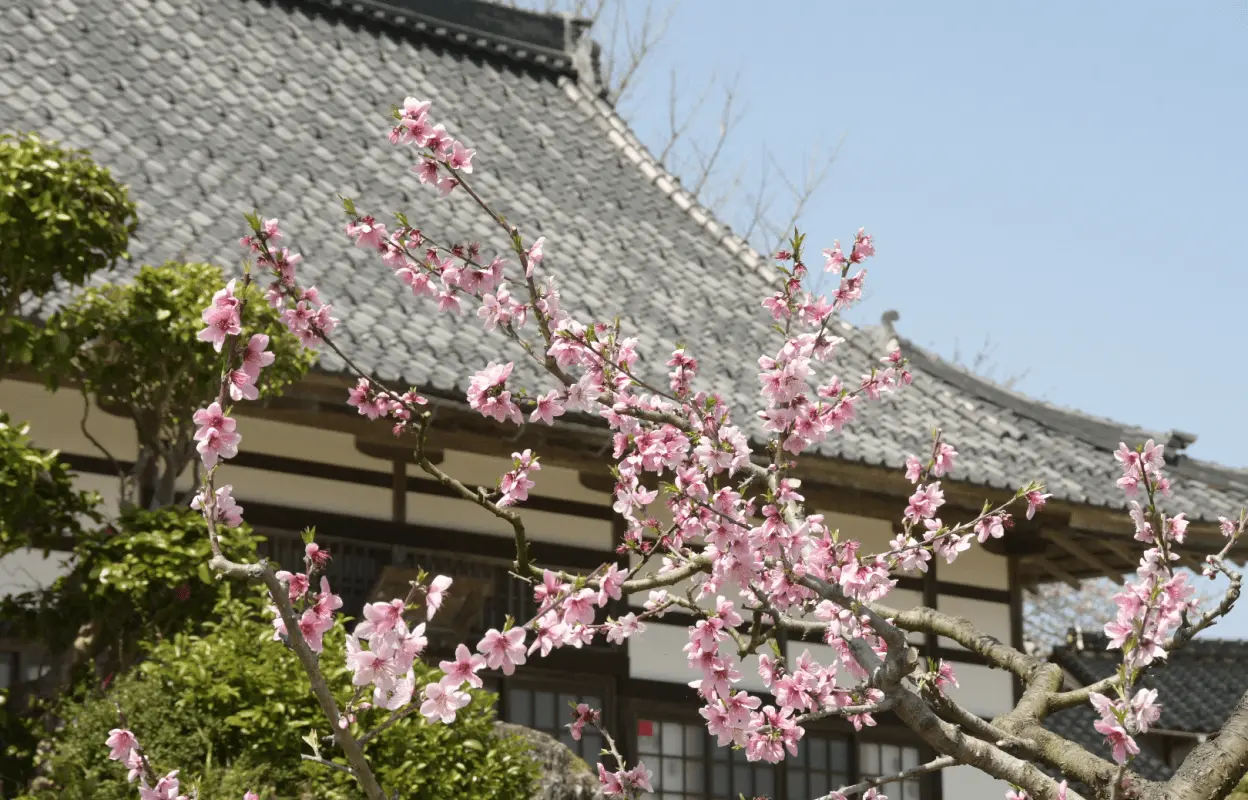 桃の花